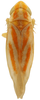 Habitus, dorsal view on Erythridula penelutea (Beamer, 1930): Habitus (paratype, KSEM collection). (Observation).
