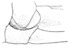 Belocephalus subapterus subapterus Scudder, 1875: Pl. 7, Fig. 2. female, base of ovipositor and subgenital plate. (Otu).