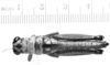 CollectionObject 1523832; 9ea490fb-3ab8-4eeb-863e-d47f6c019073: male, dorsal view (holotype). (CollectionObject).