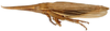 Habitus, lateral view: !! display not done !! on Attenuipyga (Dorycara) Emeljanov, 1966: Attenuipyga platyrhyncha, lateral habitus (INHS). (Observation).