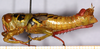 CollectionObject 1499450; 0491d32f-44fb-4013-8cbf-09de52d10e2e: male, left lateral view (holotype). (CollectionObject).