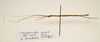 CollectionObject 1595878; d024afe4-d705-4243-a776-f03a32e43f6e: copyright LKCNH Singapore. male, lateral view (paratype). (CollectionObject).