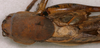 CollectionObject 1517332; 6aed9752-f551-4b78-a997-674fac48d1ef: male, dorsal view (holotype). (CollectionObject).