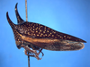 Hemikyptha Metcalf, 1927: _Hemikyptha punctata_. (Otu).