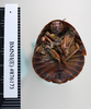 Copyright NHM, London. Holotype female of synonym Polyphaga sinensis, ventral view. Depicts CollectionObject 1552854; NHMUK(SF IMPORT DUPLICATE) BMNH(E) 876173, 1e184154-66b2-400b-b8bb-50052625b578, a CollectionObject.