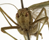 female, frontal view (syntype of Phaneroptera conspersa). Depicts CollectionObject 1529810; ddc9d82a-9c86-455d-a2ab-9ccfa29c7446, a CollectionObject.