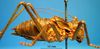 CollectionObject 1530823; 12f23fb9-7f6c-4ab3-9ed7-baf281442476: male habitus, lateral view (allegedly syntype of Ephippiger seoanei). (CollectionObject).