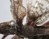 CollectionObject 1539817; 48ea20ca-0c94-4428-98c1-ffd25a7dc282, MNHN-EO-ENSIF713: male stridulatory apparatus (holotype). (CollectionObject).