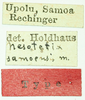 CollectionObject 1532563; 175ddca0-d21f-4002-ae91-ab570f82d81b: labels (holotype). (CollectionObject).