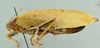 CollectionObject 1532035; 77ad2280-e239-4525-aabd-fdeca254ecf0: female habitus, lateral view (syntype). (CollectionObject).