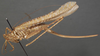 CollectionObject 1505902; dc81cfb3-7470-4947-9e55-0cfebf6205ae: female, lateral view (holotype of Yorkiella vidua). (CollectionObject).