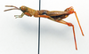 CollectionObject 1575268; 5f84a42c-0d58-4a25-a326-98b3d6f0054c: male, lateral view (paratype). (CollectionObject).