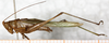 male, lateral view (syntype). Depicts CollectionObject 1505642; NMW 12723, 062d6ad8-65a7-4473-8b7f-c8c66eeeed27, a CollectionObject.