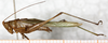 CollectionObject 1505642; NMW 12723, 062d6ad8-65a7-4473-8b7f-c8c66eeeed27: male, lateral view (syntype). (CollectionObject).