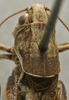 CollectionObject 1535140; d6b64985-9ad4-4c2a-8085-eee6970f5694: male pronotum, dorsal view (syntype). (CollectionObject).