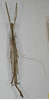 CollectionObject 1557175; 59fff9f7-7bad-43b3-a303-581c6b552c75: copyright MSNG. male (syntype). (CollectionObject).