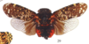 Habitus, dorsal view: !! display not done !! on Poiocera conspersa (Germar, 1830): (Observation).