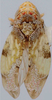 Habitus, dorsal view on Eualebra smithii Baker, 1899: Habitus (male, Bolivia). (Observation).