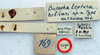 CollectionObject 1517132; 846f56d6-9feb-45be-b5e1-c3519de0e1b8: male label (holotype). (CollectionObject).