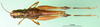 CollectionObject 1569940; 3fd3071b-bcb4-4581-b9c4-228cbde96244: female, dorsal view (paratype of Zacompsa karschi). (CollectionObject).