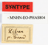CollectionObject 1557999; aaf963fa-a5bc-4441-9ab2-083c20bbadfb: copyright MNHN, Paris. female, labels of Bacillus libanicus (syntype). (CollectionObject).;CollectionObject 1558000; f947db8e-6eb2-4abf-afbd-6120496f3f55: copyright MNHN, Paris. female, labels of Bacillus libanicus (syntype). (CollectionObject).