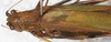 CollectionObject 1532126; NMW 8875, a7683a40-a9be-4d5c-ba06-c50cf6c7ee92: female, dorsal view (syntype). (CollectionObject).