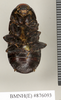 CollectionObject 1573077; 4a40af1d-7aaa-46b9-8f8a-9390e23a2b3d: Copyright Natural History Museum, London. Non-type (adult female) in BM(NH). Ventral view. (CollectionObject).