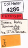CollectionObject 1536697; fb7d8a07-1bc7-4563-92c1-8bcd0cbc1d29: labels (paratype). (CollectionObject).
