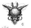 Head on Cyphonia intermedia Sakakibara, 1968: (Observation).