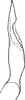 Pygofer ventral appendages, ventral view on Empoasca (Empoasca) gibsoni Ross, 1959: Pygofer process, ventral view. (Observation).