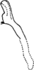 Aedeagus, lateral view on Apheliona Kirkaldy, 1907: Aedeagus, lateral view. (Observation).