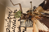 CollectionObject 1558261; 3aff3442-0e53-49ae-93de-908adbc14447: copyright OUMNH. female: head & thorax, lateral view (holotype). (CollectionObject).