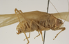 CollectionObject 1529767; ac3f7009-db4d-49a9-bfb9-8955277e2dd9: male, lateral view (holotype). (CollectionObject).