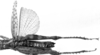 CollectionObject 1501494; fdfb6e0e-0ab3-4bb1-8a90-14cb65f83796: photo C.S. Carbonell [mirror image]. female, dorsal view (syntype). (CollectionObject).