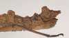 CollectionObject 1562096; NHMUK(SF IMPORT DUPLICATE) 845197, 56cb4537-0d46-4bce-8215-1ad3f1ce4115: copyright Natural History Museum, London. female: end of abdomen, lateral view (holotype). (CollectionObject).