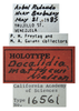 Other on Docalidia matthewi Nielson, 1990: (Observation).