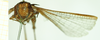 CollectionObject 1531572; 94b0910f-6db8-4a01-8d1e-3b104822eb17: female, lateral view (syntype of Criotettix saginatus). (CollectionObject).