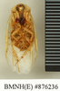 Hemelytroblatta (Mollidentoblatta) simillima (Chopard, 1929): Copyright Natural History Museum, London. Holotype (adult male) in BM(NH). Ventral view. (Otu).