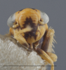 Head on Deltocephalus mystax Hamilton & Ross, 1975: Head/Face. (Observation).