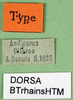CollectionObject 1500536; e0f526d4-b81b-41aa-bb46-2856f57a12f8, DORSA BTrhainsHTM: labels (holotype). (CollectionObject).