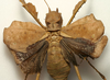 CollectionObject 1517478; 18f1e865-ef63-4592-8e0f-982a166072ef: female, dorsal view (holotype). (CollectionObject).