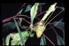 Extatosoma tiaratum (MacLeay, 1826): copyright D.C.F. Rentz. female, x.1986. (Otu).