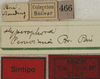 CollectionObject 1535903; 1cae8755-b063-4420-89d0-172bcde1ebf5, MNCN8269: labels (syntype). (CollectionObject).
