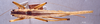 CollectionObject 1522117; 1557e75a-2092-4dae-8b0a-3cd7fb0b640b: female, dorsal view (holotype). (CollectionObject).