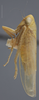 Habitus, lateral view: !! display not done !! on Chlorotettix vacuna Crumb, 1915: Lateral. Male. (Observation).