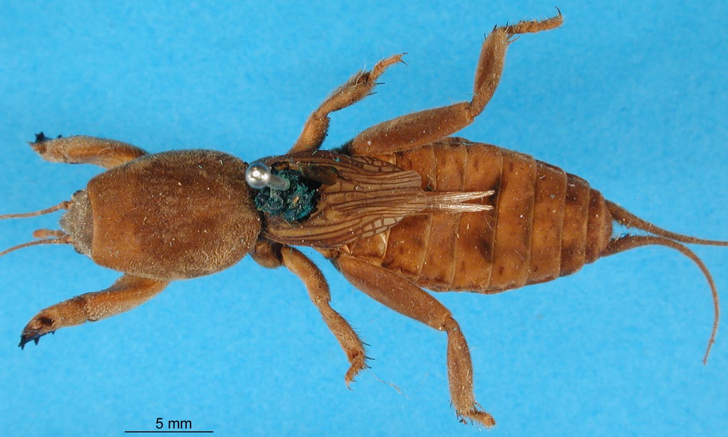 dorsal view (syntype of Gryllotalpa borealis). Depicts CollectionObject 1594829; 80ca6edf-c2b2-48a6-a501-e8e281d43113, a CollectionObject.