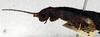 CollectionObject 1558156; NMW 135, 6b01bd85-6243-40af-9295-6575183f2a02: copyright NMW. female: head and thorax, lateral view (holotype). (CollectionObject).