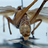 CollectionObject 1532828; NMW 7872, a111c179-d220-4e4e-b2a7-978fbe0208da: male abdomen tip. (CollectionObject).