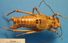 CollectionObject 1538276; d470b7a3-3766-4475-bd27-8b8a1454163e: male, dorsal view (holotype). (CollectionObject).