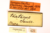CollectionObject 1590283; 12e26467-a87b-4204-8fac-599137adf4d5: labels (syntype). (CollectionObject).